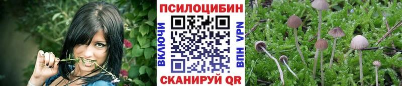 где купить наркотик  Моршанск  Галлюциногенные грибы Psilocybine cubensis 